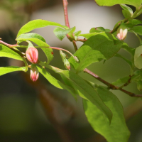 Vaccinium padifolium (Myrtille de Madère)