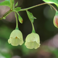 vaccinium_padifolium2md