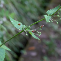 Scrophularia scorodonia (Scrofulaire à feuilles de germandrée, Scrofulaire scorodoine)