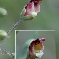scrophularia_scorodonia2md