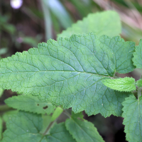scrophularia_scorodonia3md