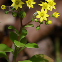 Aichryson divaricatum (Aichryson, Orpin)