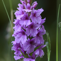 Dactylorhiza foliosa (Orchis de Madère)