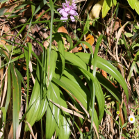 dactylorhiza_foliosa2md