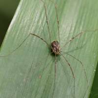 Leiobunum blackwalli (Faucheux, Opilion)