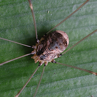 leiobunum_blackwalli2md