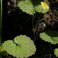sibthorpia_peregrina3md
