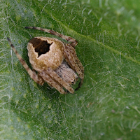 araneus_marmoreus5md