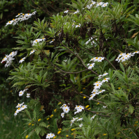 Argyranthemum pinnatifidum (Grande marguerite, Argyranthème)