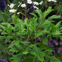 argyranthemum_pinnatifidum2md