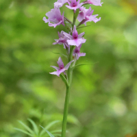 dactylorhiza_foliosa3bd