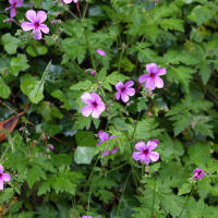 Geranium palmatum (Géranium à feuilles palmées)