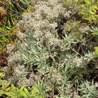 Helichrysum melaleucum (Immortelle)