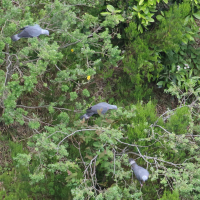 pigeon_trocaz_-_columba_trocaz1md