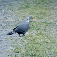 Columba trocaz (Pigeon trocaz)