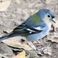 Fringilla maderensis (Pinson de Madère)