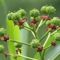 euphorbia_mellifera7md
