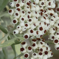 helichrysum_melaleucum2bd