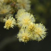 acacia_mearnsii2md