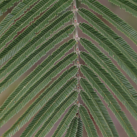 acacia_mearnsii3md