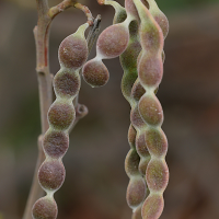 acacia_mearnsii4md