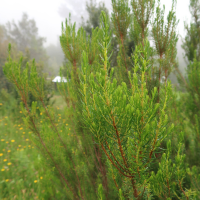 Erica platycodon ssp maderincola (Bruyère)