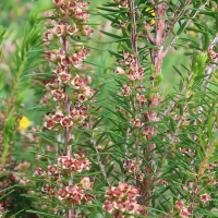 erica_platycodon_maderincola2md