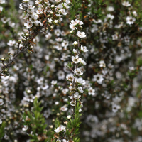 leptosporum_scoparium5md
