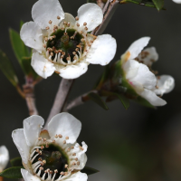 leptosporum_scoparium6md