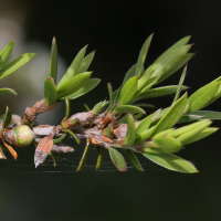 leptosporum_scoparium7md