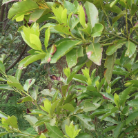 Laurus novocanariensis (Laurier des Açores, Laurier des Canaries)