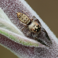Macaroeris sp. (Araignée sauteuse)