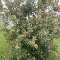 Myrica faya (Faya)