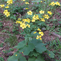 Ranunculus cortusifolius (Renoncula à grandes feuilles)