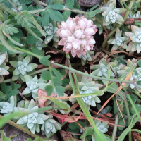 Sedum farinosum (Orpin farineux, Sédum farineux)