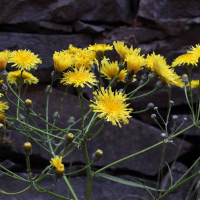 Sonchus canariensis (Laiteron des Canaries, Laiteron en arbre)