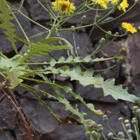 sonchus_canariensis2md