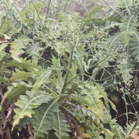 Sonchus fruticosus (Laiteron géant)