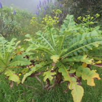 sonchus_fruticosus2md