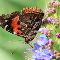 Vanessa vulcania (Vulcain macaronésien)