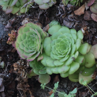 Aeonium glandulosum (Aeonium)