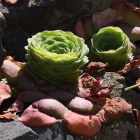 aeonium_glandulosum2md