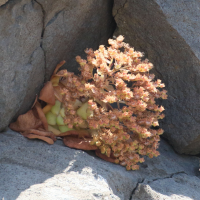 aeonium_glandulosum3md