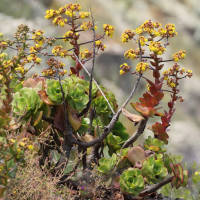 Aeonium glutinosum (Aeonium)