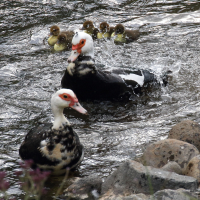canard_de_barbarie_-_cairina_moschata5md
