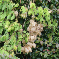 cardiospermum_grandiflorum3md