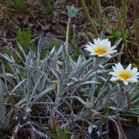 gazania_rigens7md