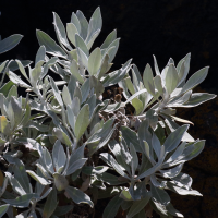 helichrysum_melaleucum3md