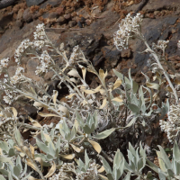 helichrysum_melaleucum4md