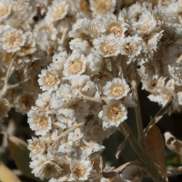 helichrysum_melaleucum5md